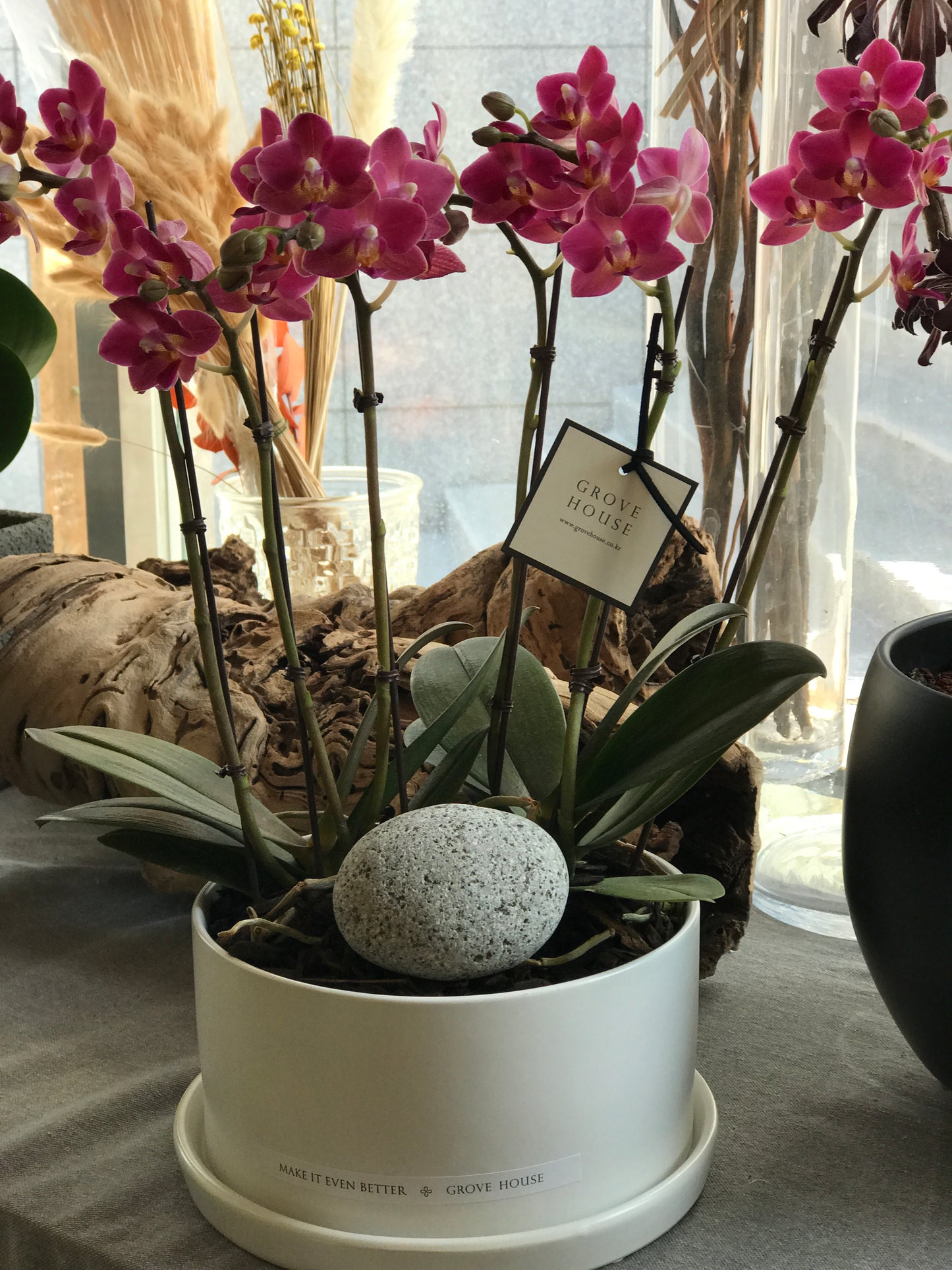 <Selection> Pink and Purple Orchids