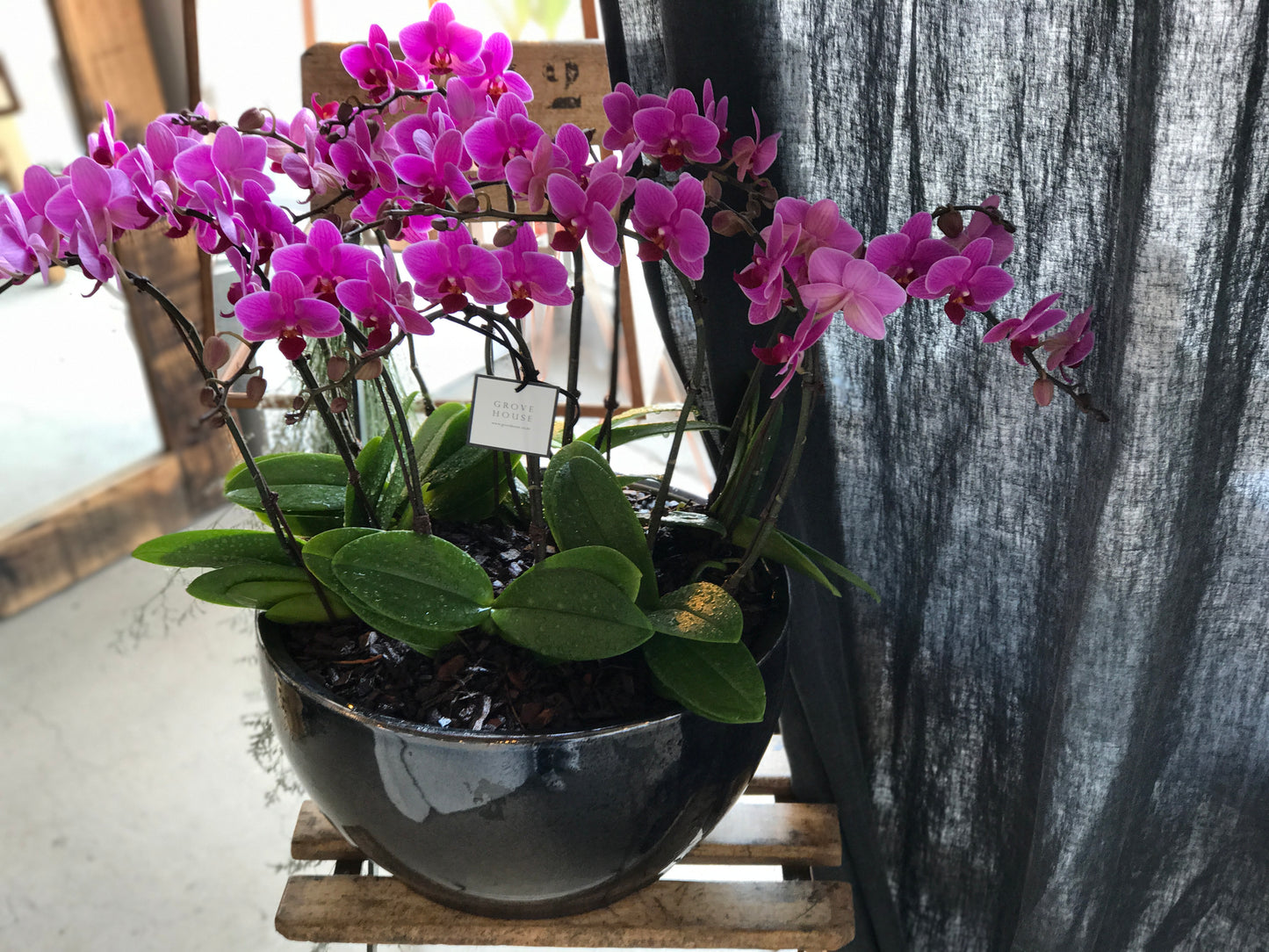 <Selection> Pink and Purple Orchids