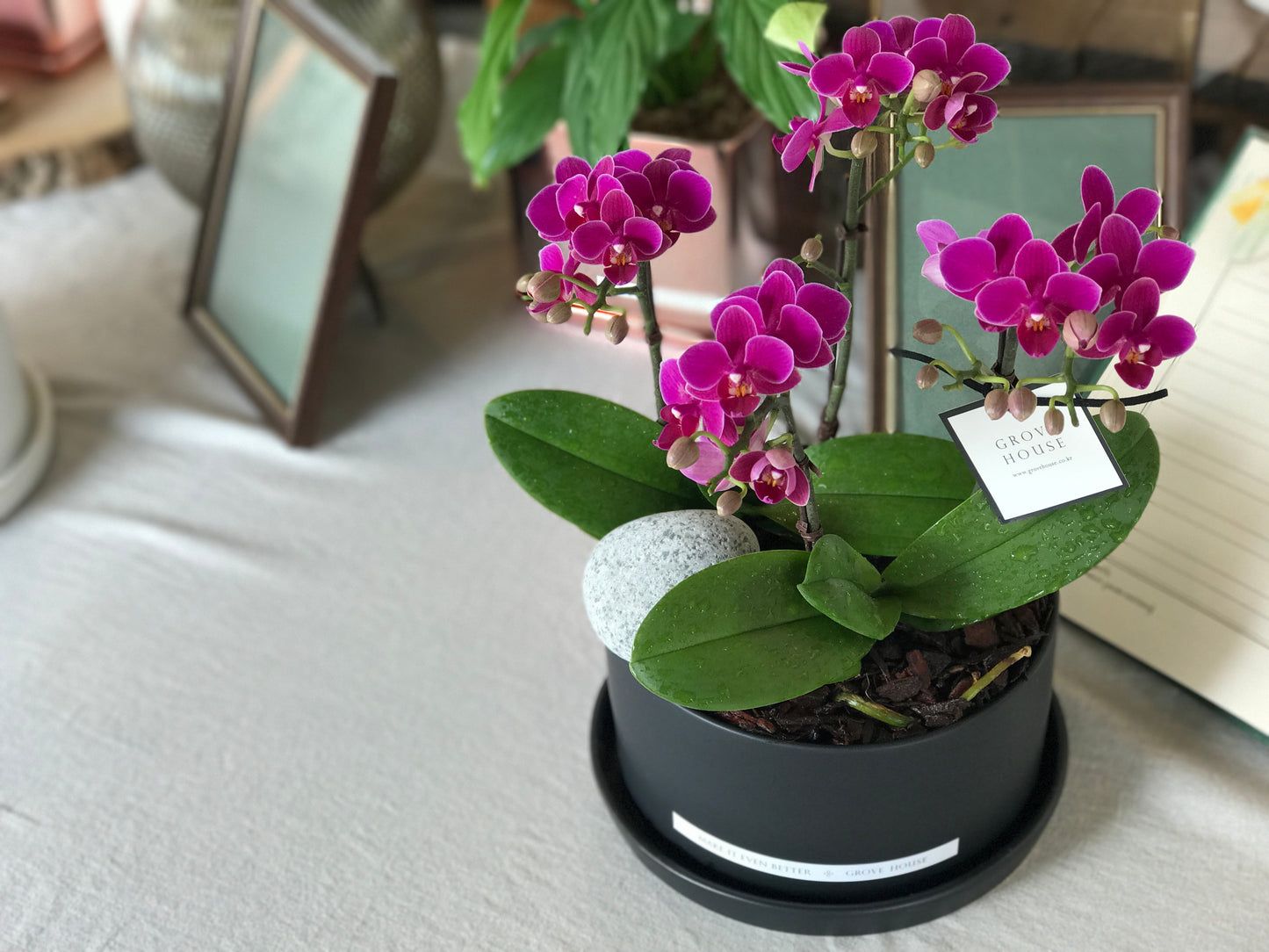 <Selection> Pink and Purple Orchids