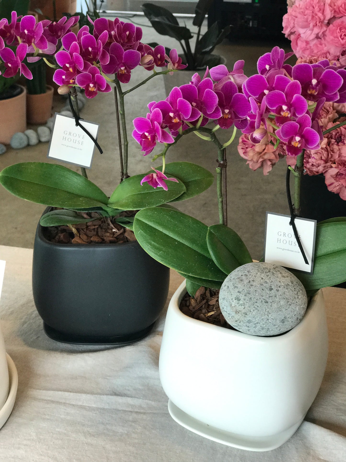 <Selection> Pink and Purple Orchids