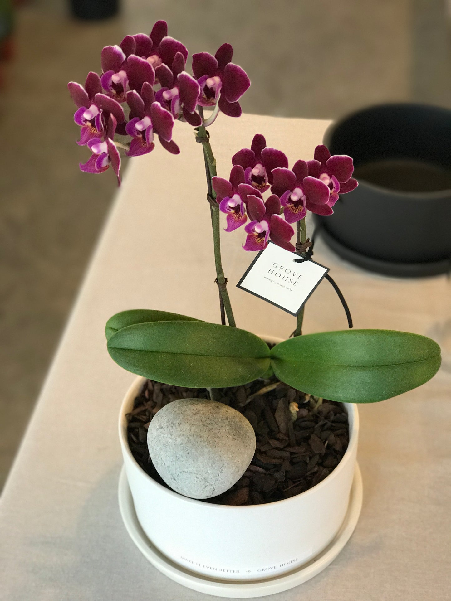 <Selection> Pink and Purple Orchids