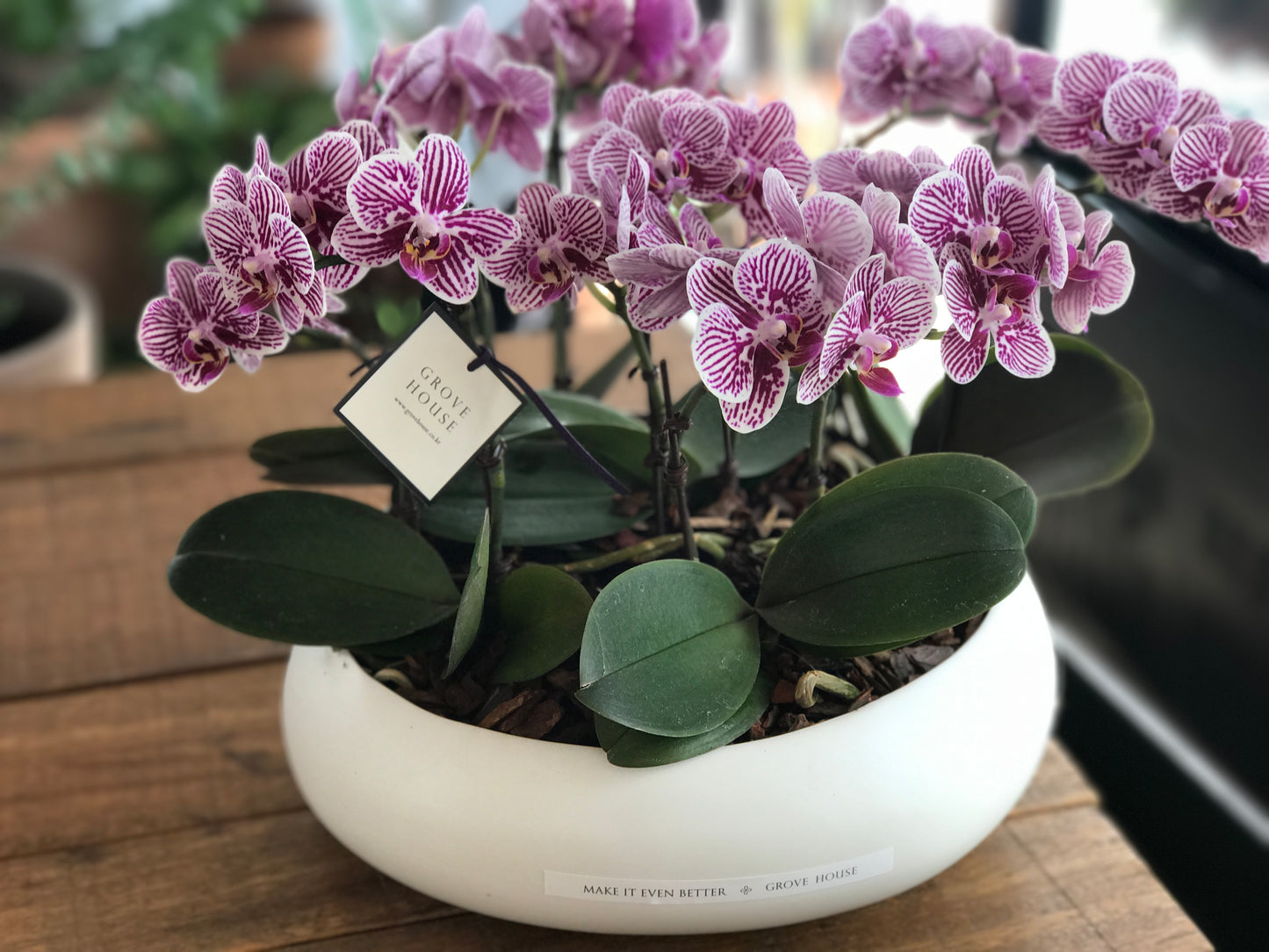 <Selection> Pink and Purple Orchids