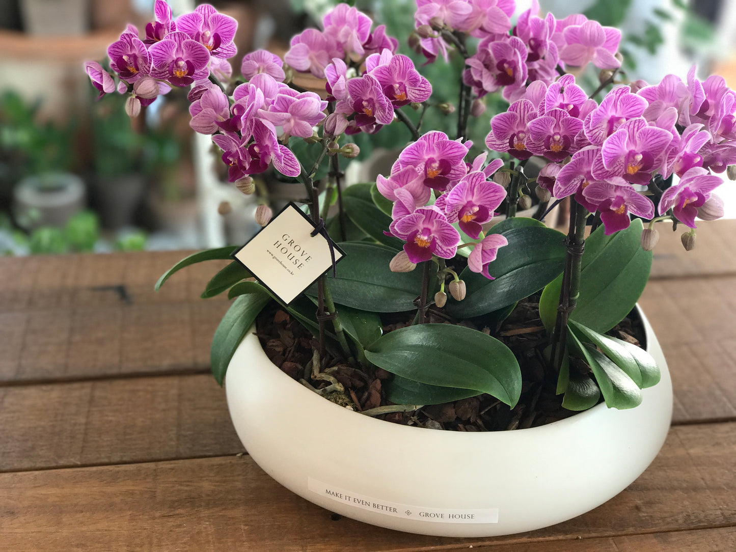<Selection> Pink and Purple Orchids