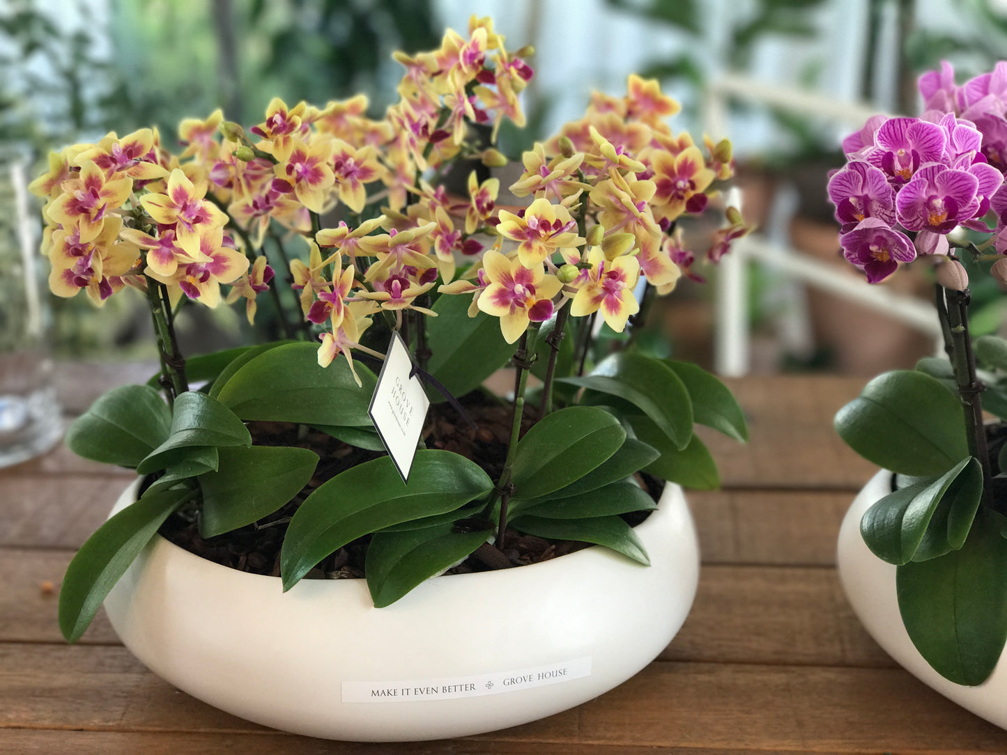 <Selection> Yellow and Orange Orchids