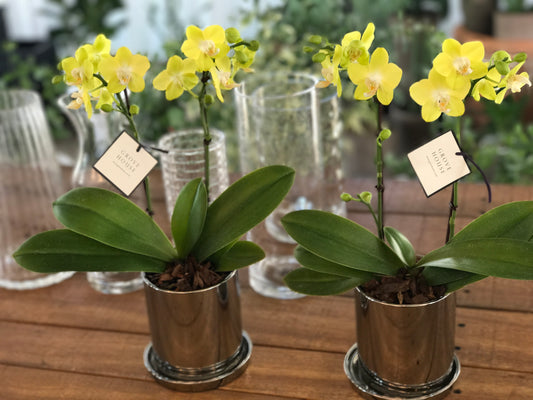 <Selection> Yellow and Orange Orchids