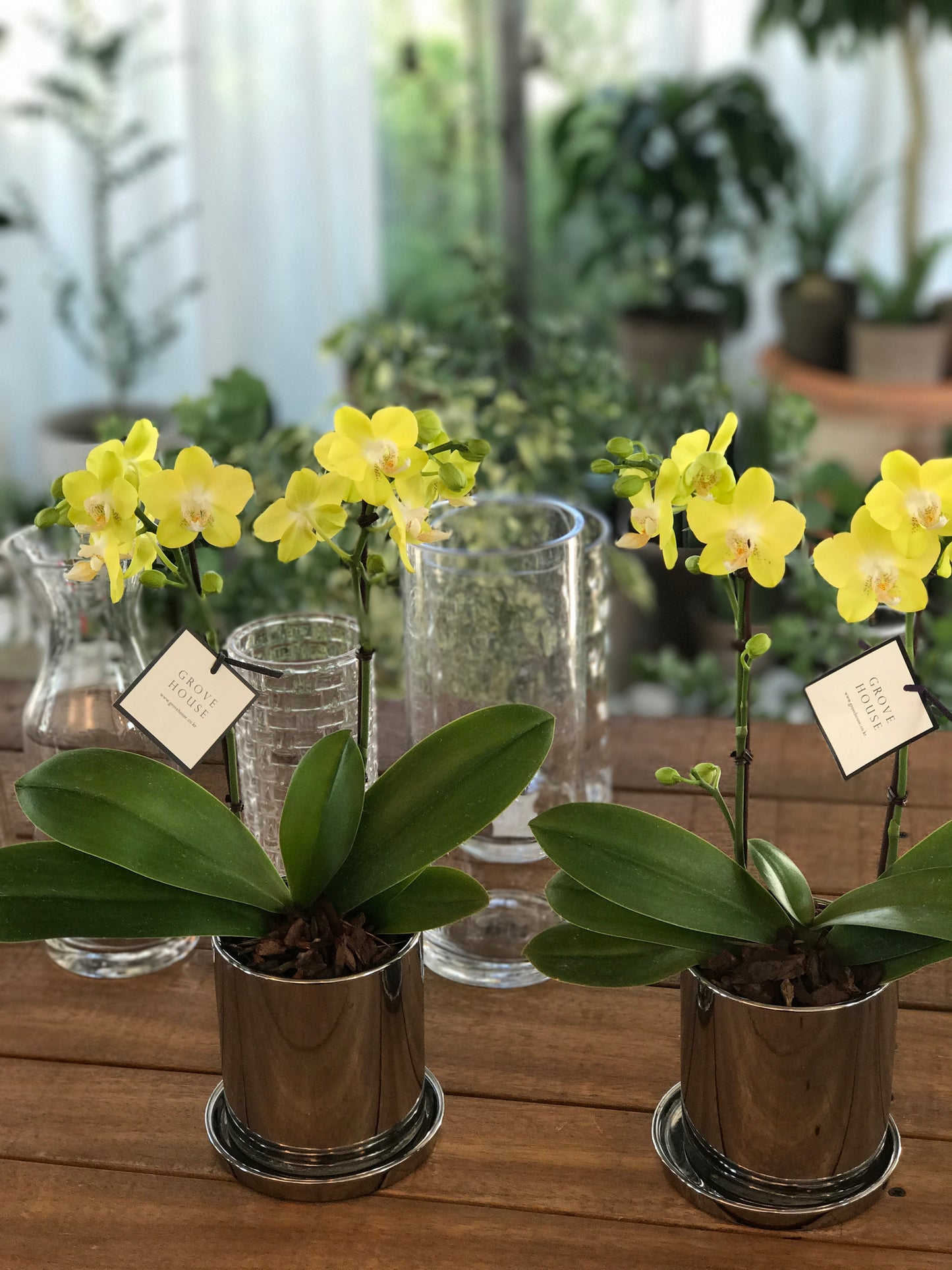 <Selection> Yellow and Orange Orchids