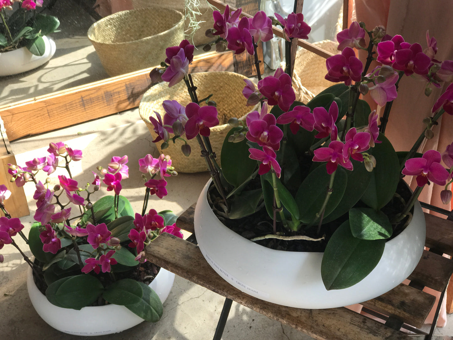 <Selection> Pink and Purple Orchids