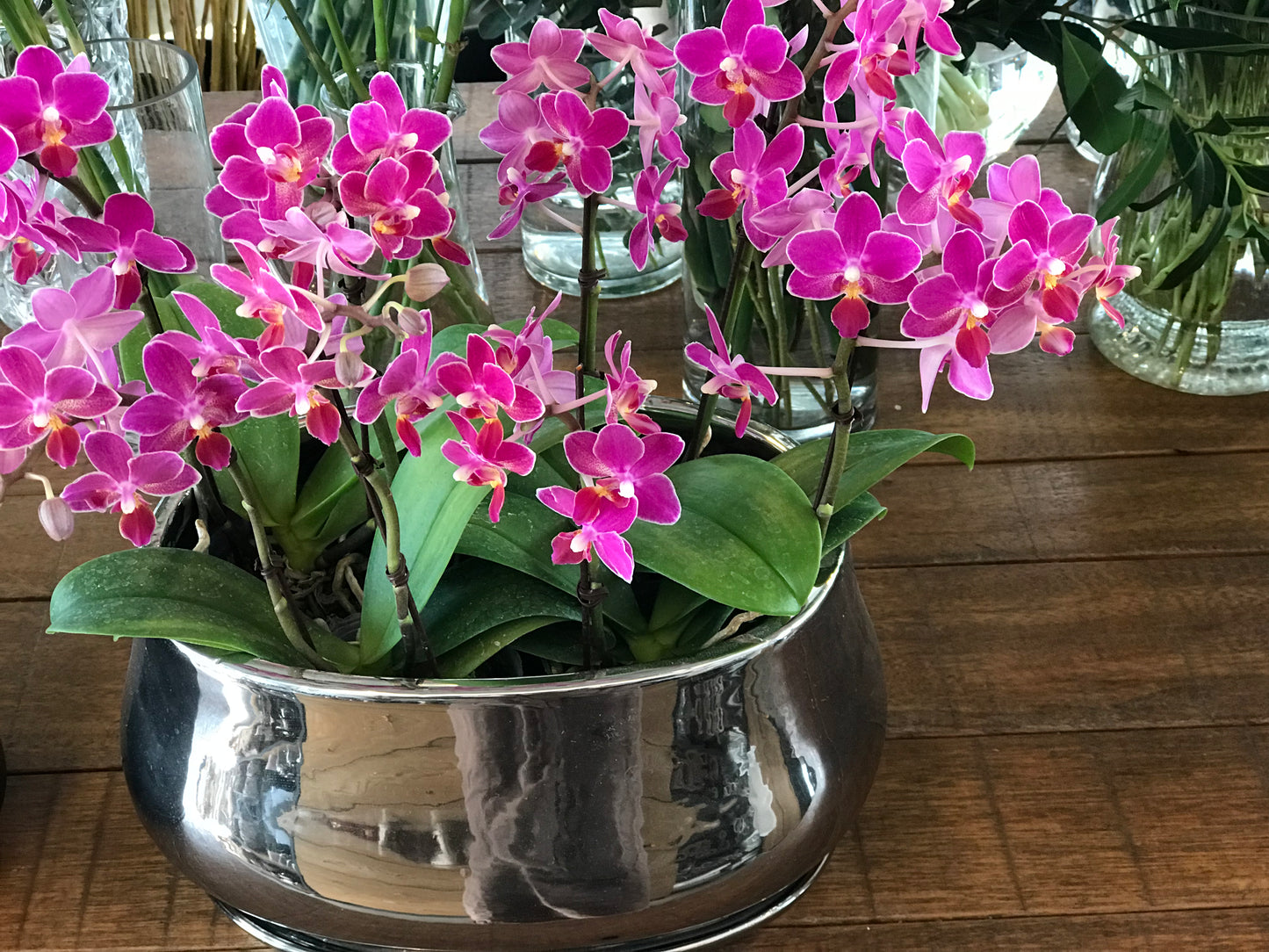 <Selection> Pink and Purple Orchids