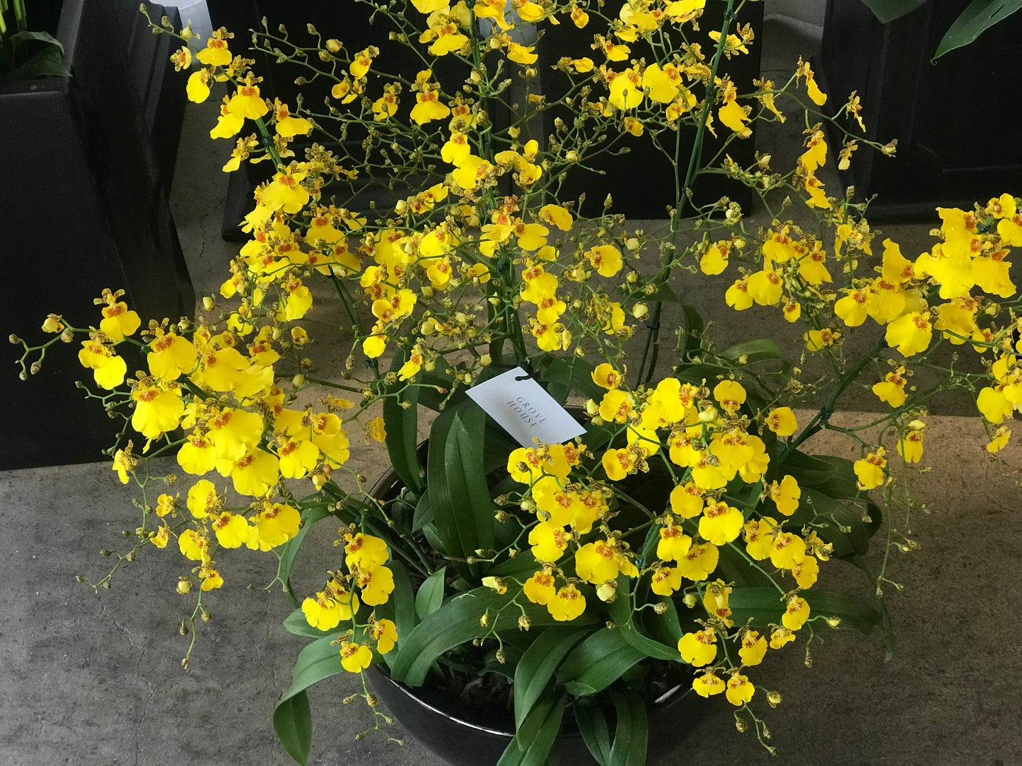 <Selection> Yellow and Orange Orchids
