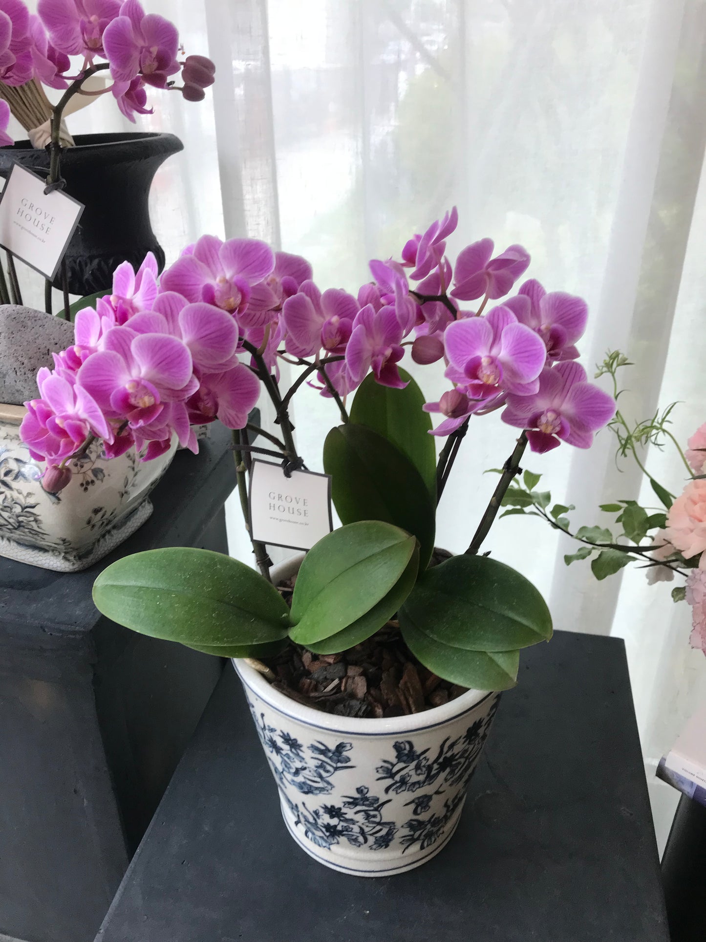 <Selection> Pink and Purple Orchids