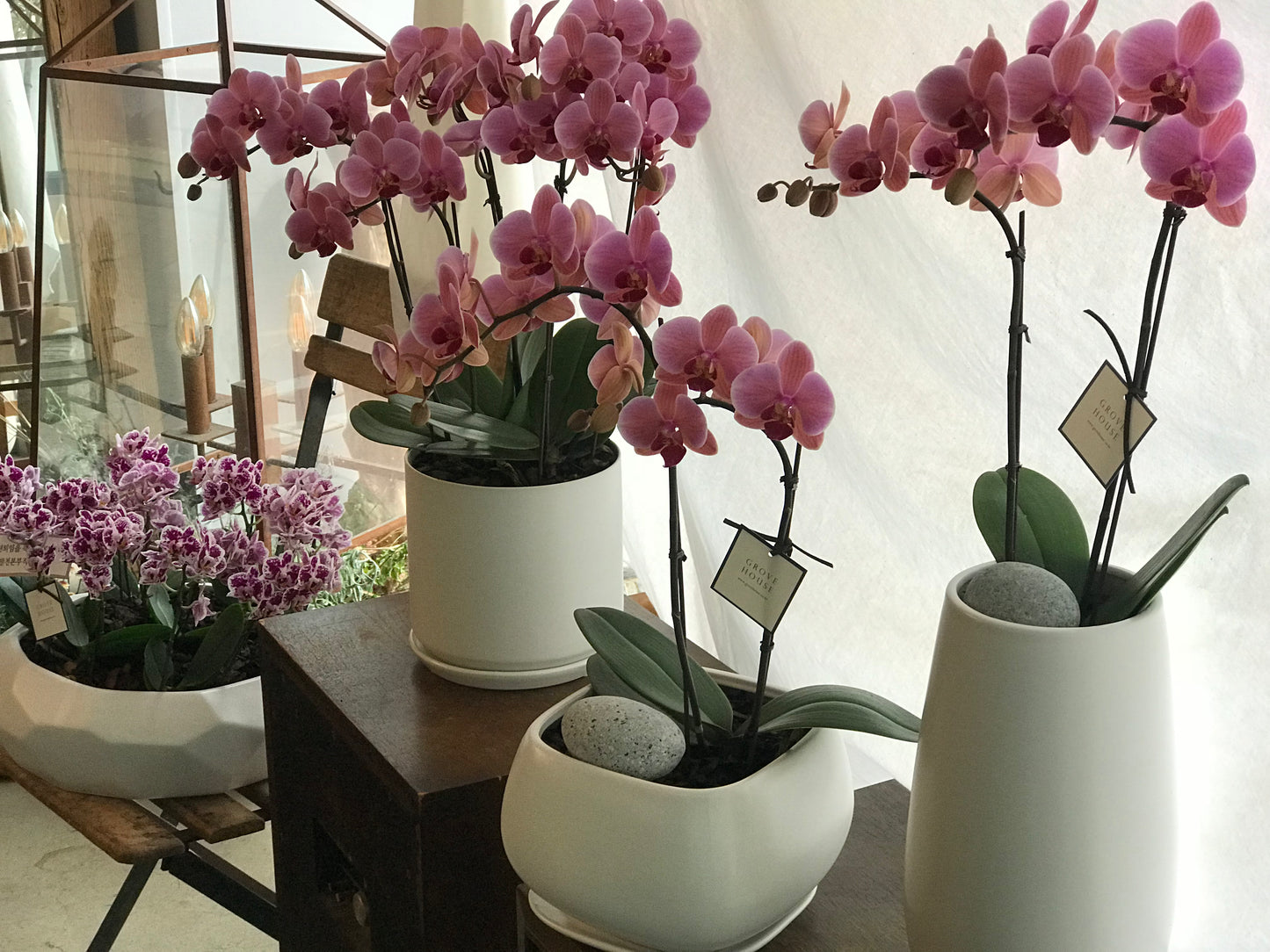 <Selection> Pink and Purple Orchids