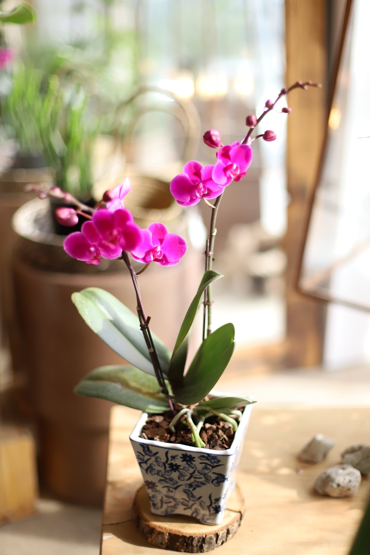<Selection> Pink and Purple Orchids