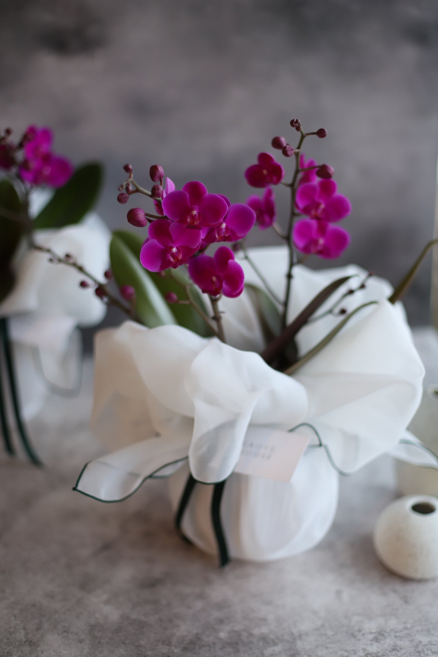 <Selection> Pink and Purple Orchids