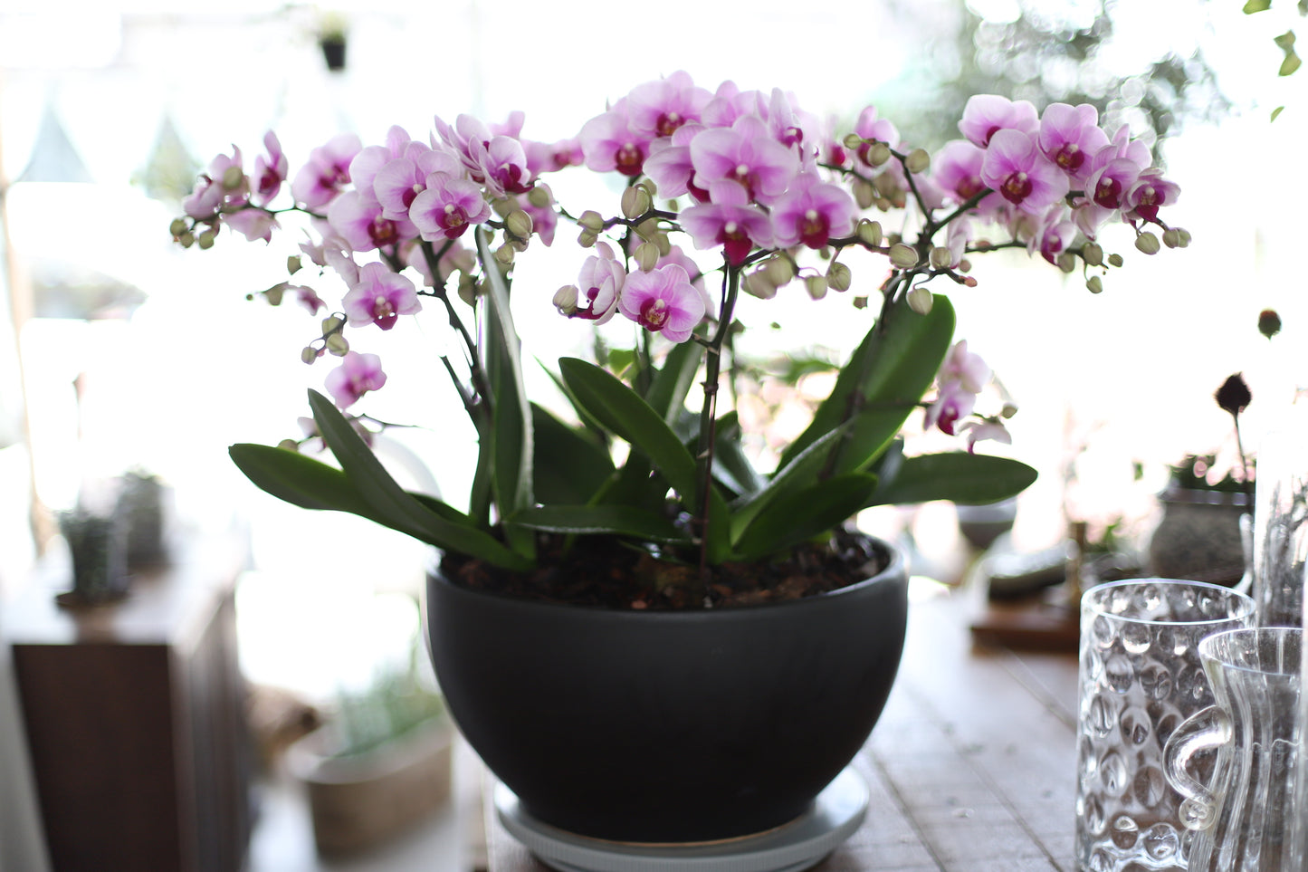 <Selection> Pink and Purple Orchids