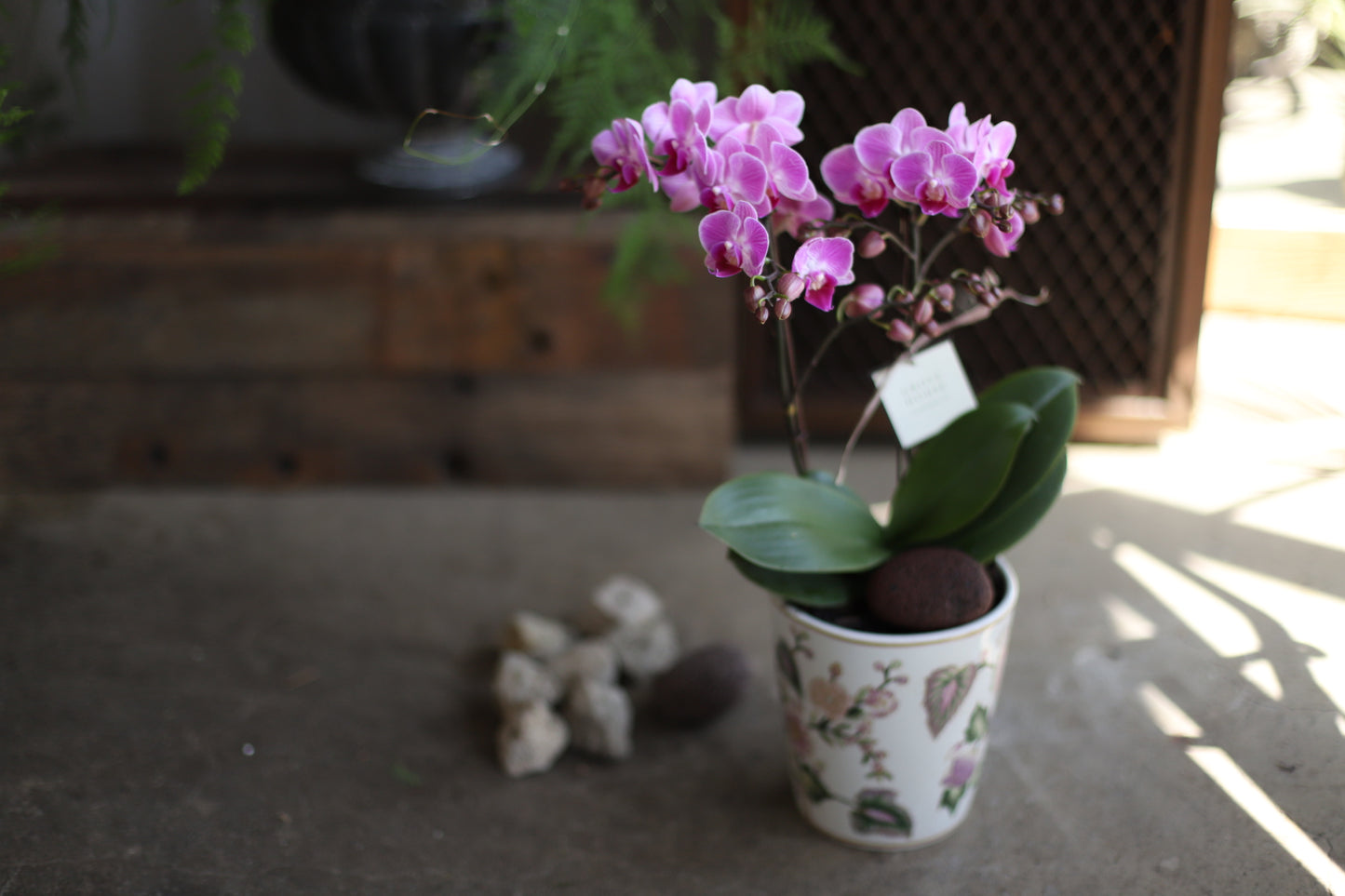 <Selection> Pink and Purple Orchids