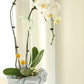 Elegance of a two-stem White Orchid with Bojaki Wrapping