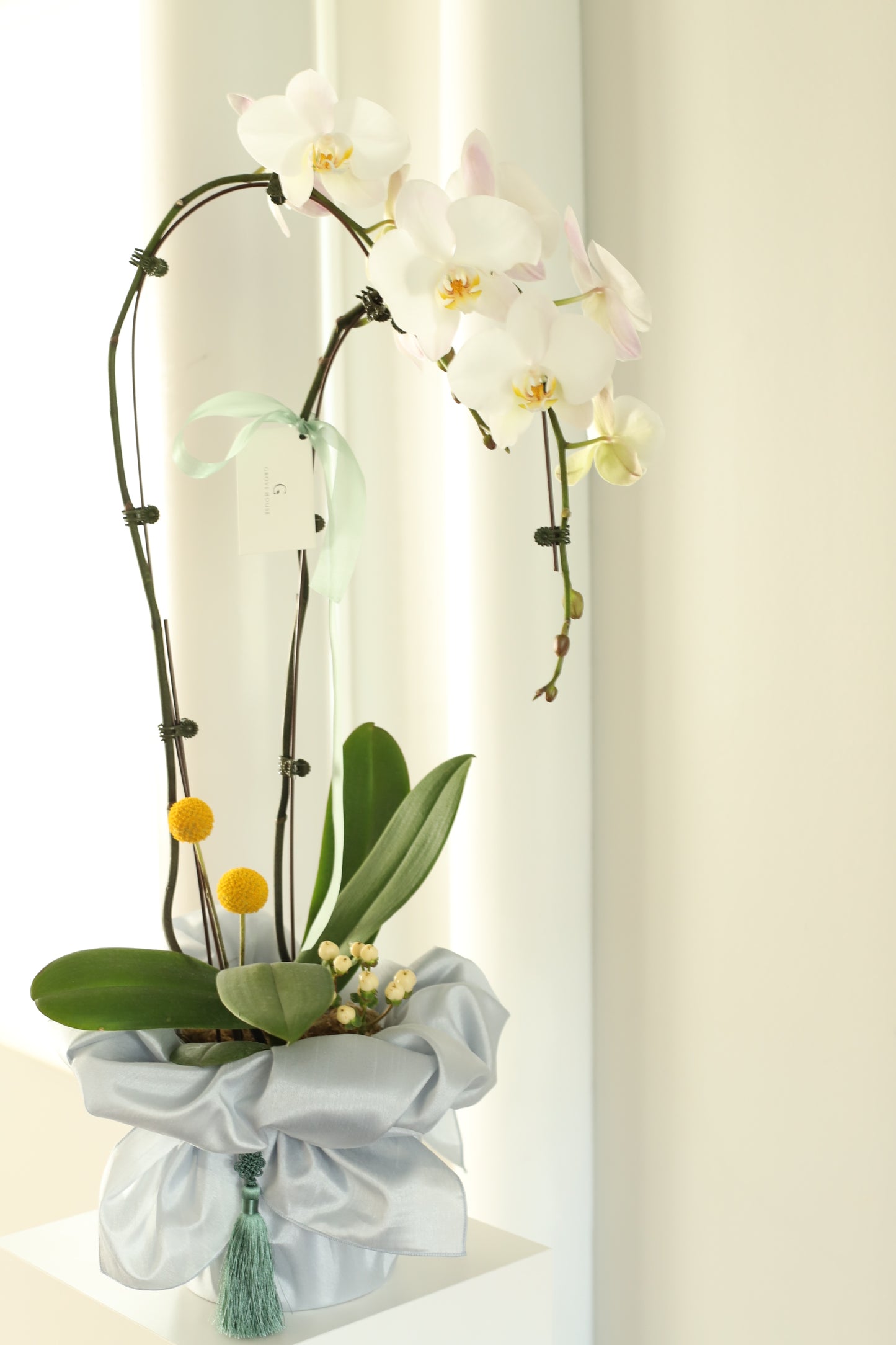 Elegance of a two-stem White Orchid with Bojaki Wrapping