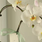 Elegance of a two-stem White Orchid with Bojaki Wrapping