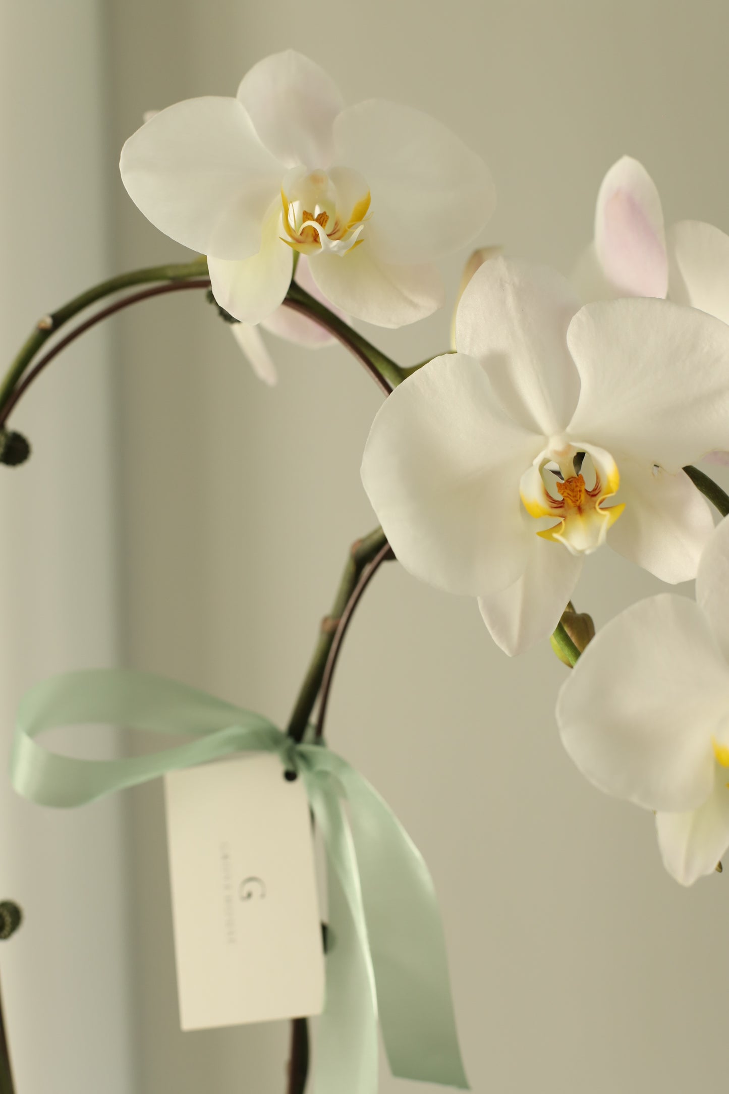 Elegance of a two-stem White Orchid with Bojaki Wrapping