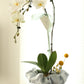 Elegance of a two-stem White Orchid with Bojaki Wrapping