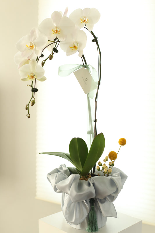 Elegance of a two-stem White Orchid with Bojaki Wrapping