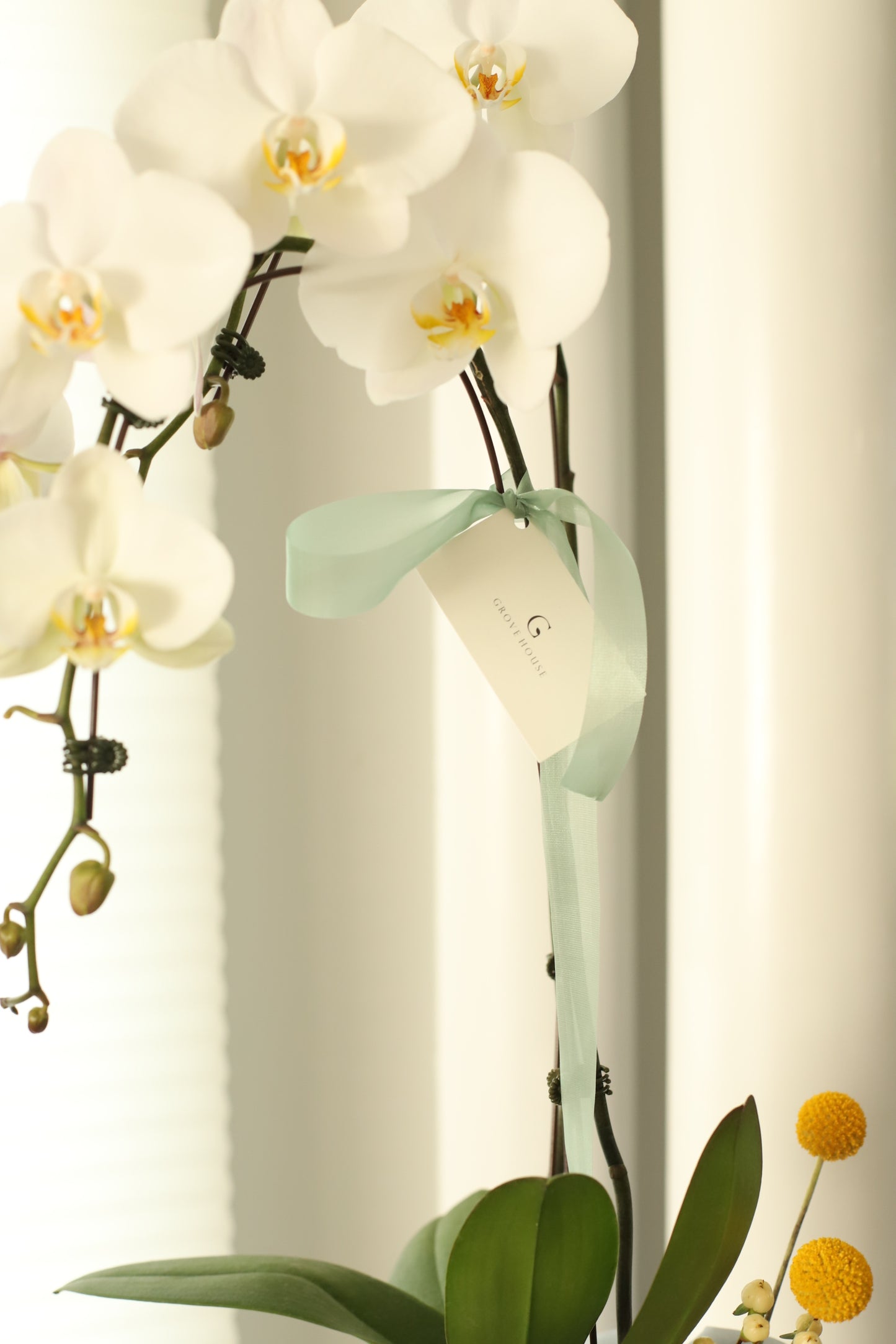 Elegance of a two-stem White Orchid with Bojaki Wrapping