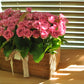 <Selection> Flower Basket - Pink