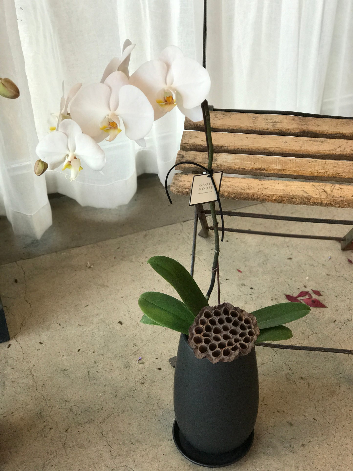 White Orchids