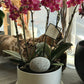 <Selection> Pink and Purple Orchids