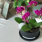 <Selection> Pink and Purple Orchids