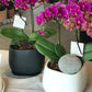 <Selection> Pink and Purple Orchids