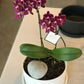 <Selection> Pink and Purple Orchids