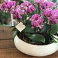 <Selection> Pink and Purple Orchids