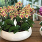 <Selection> Yellow and Orange Orchids