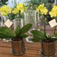<Selection> Yellow and Orange Orchids