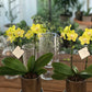 <Selection> Yellow and Orange Orchids