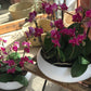 <Selection> Pink and Purple Orchids