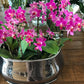 <Selection> Pink and Purple Orchids