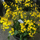 <Selection> Yellow and Orange Orchids