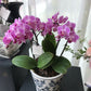 <Selection> Pink and Purple Orchids
