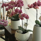<Selection> Pink and Purple Orchids