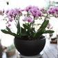 <Selection> Pink and Purple Orchids