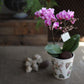 <Selection> Pink and Purple Orchids