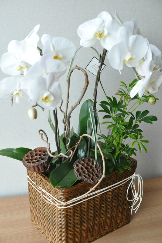White Orchids