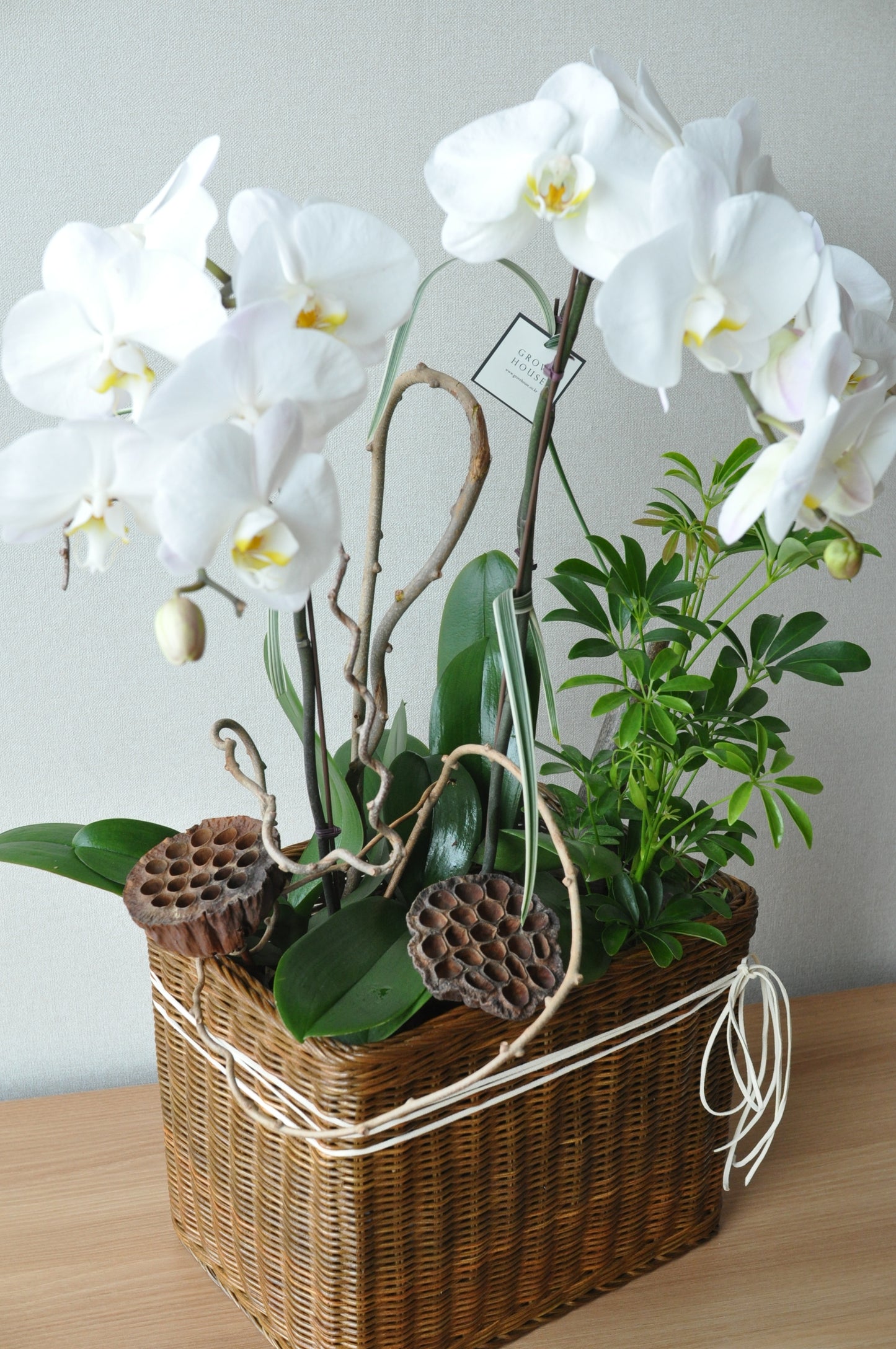 White Orchids