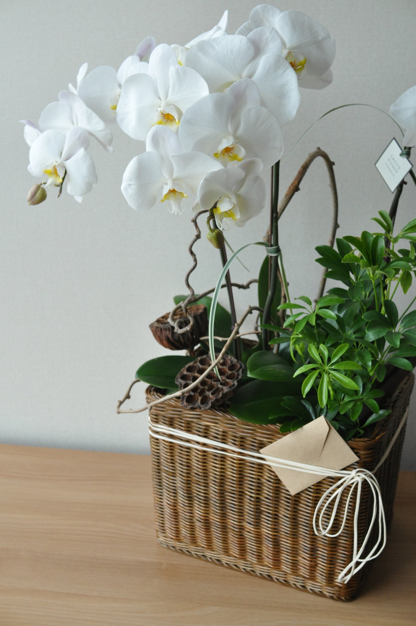 White Orchids